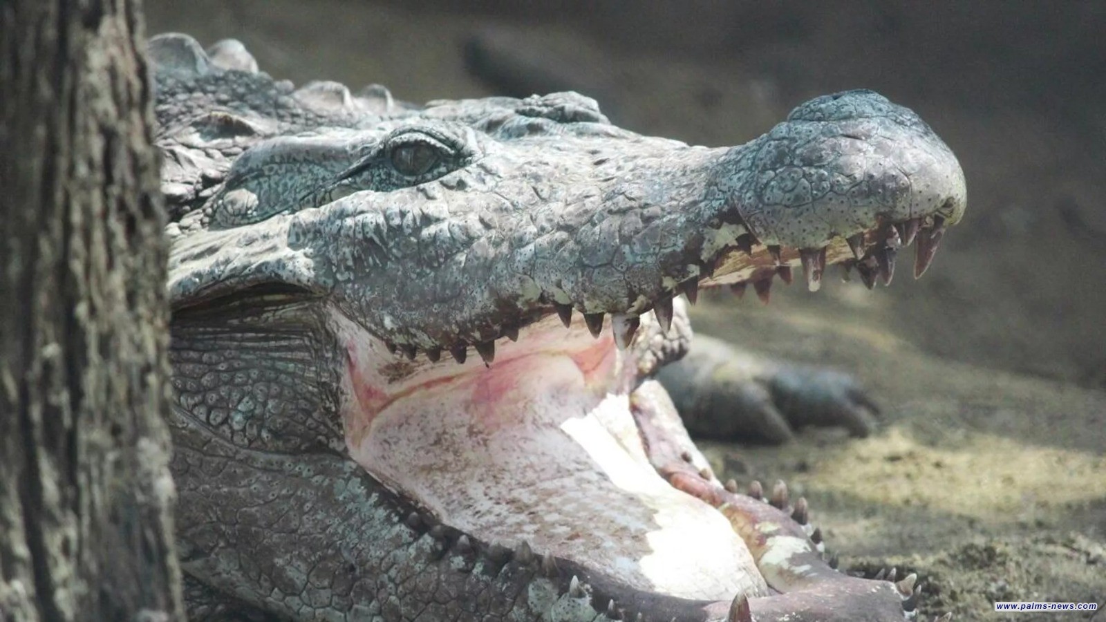 الموت يغيب أضخم تمساح في العالم